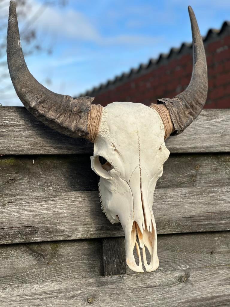 Schedel buffel met alle tanden, Antiek en Kunst, Ophalen