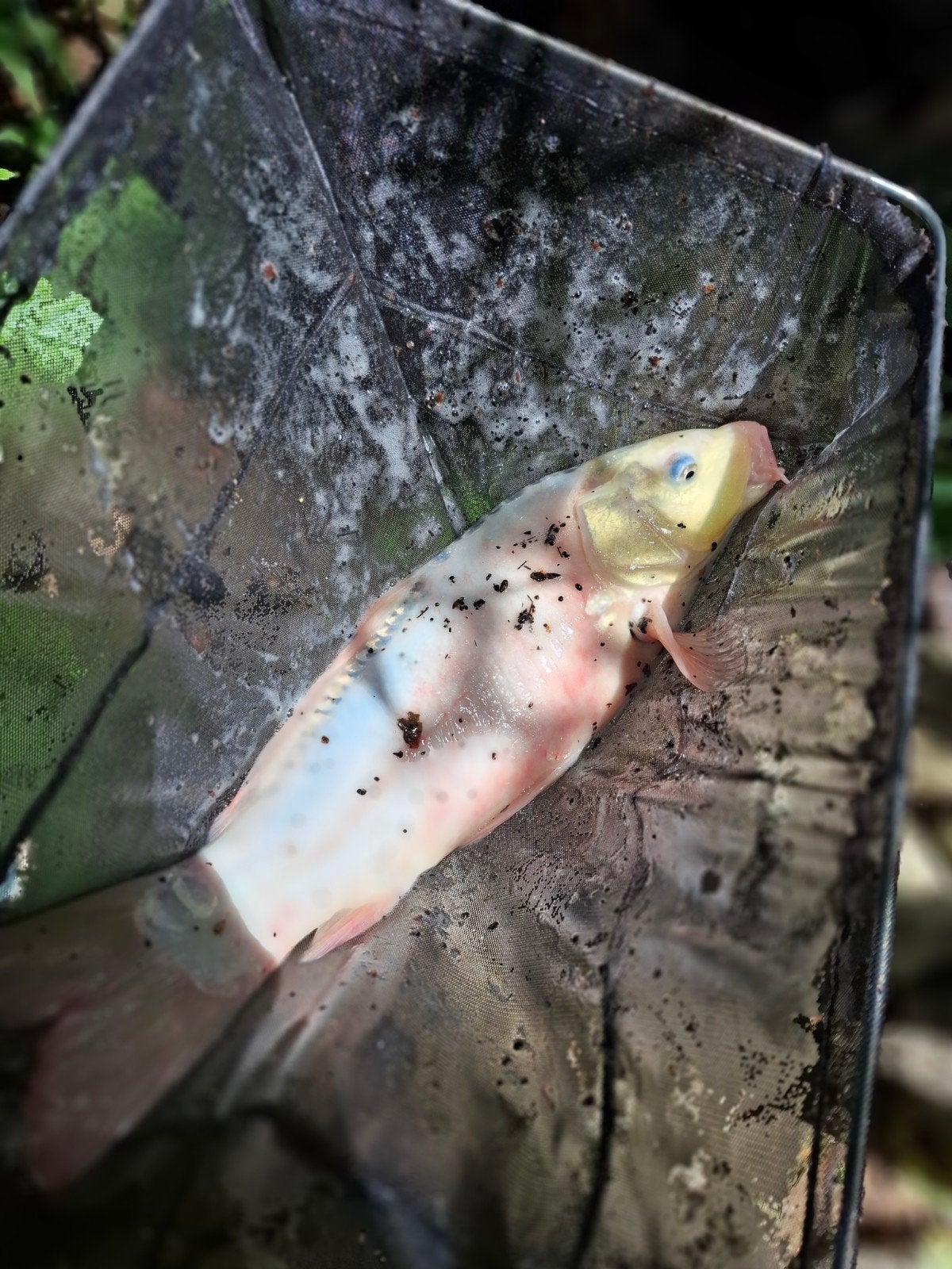 Vissen KOI