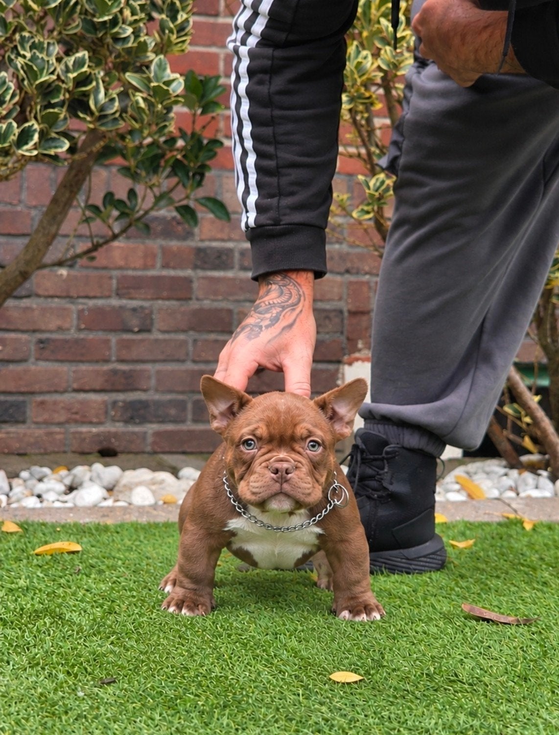american MICRO bully (zeer zeer klein en compact), Dieren en Toebehoren, België, Fokker | Hobbymatig, Reu, 8 tot 15 weken