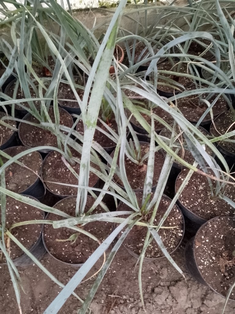 yucca treculeana, Tuin en Terras, Ophalen