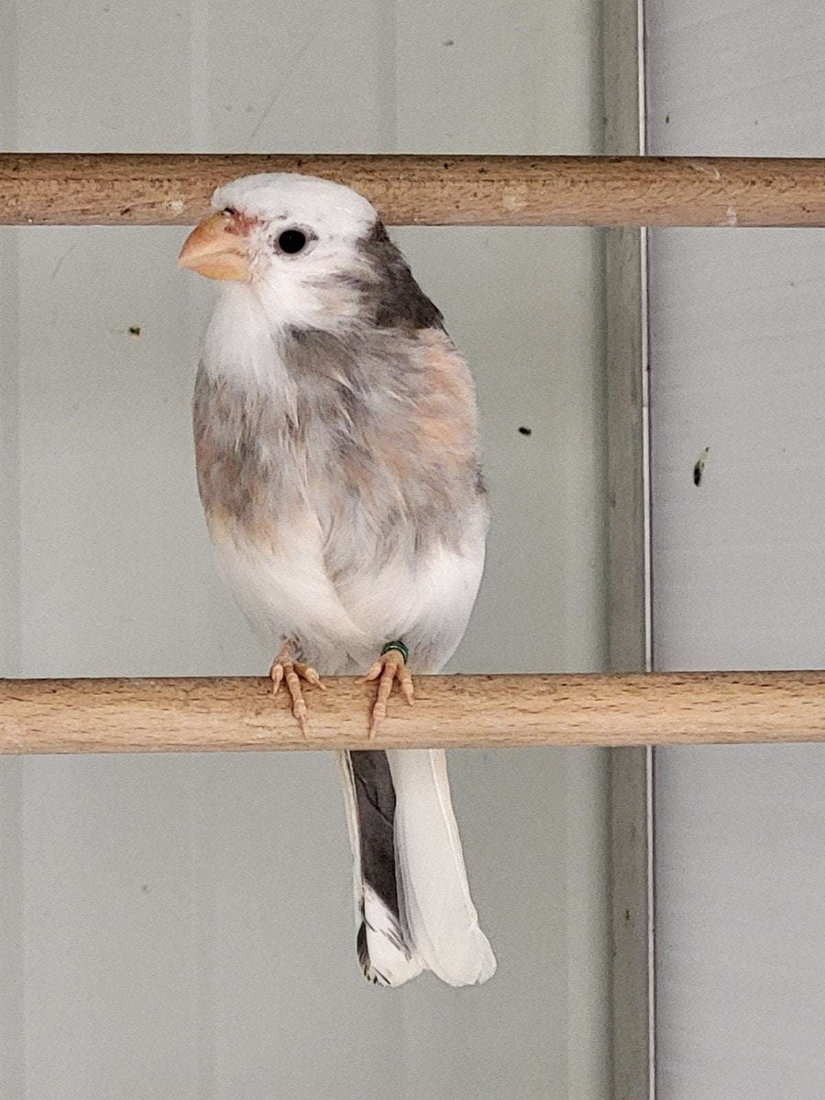 bonte goudvinkpop 2026, Dieren en Toebehoren, Vrouwelijk, Wildzangvogel, Geringd