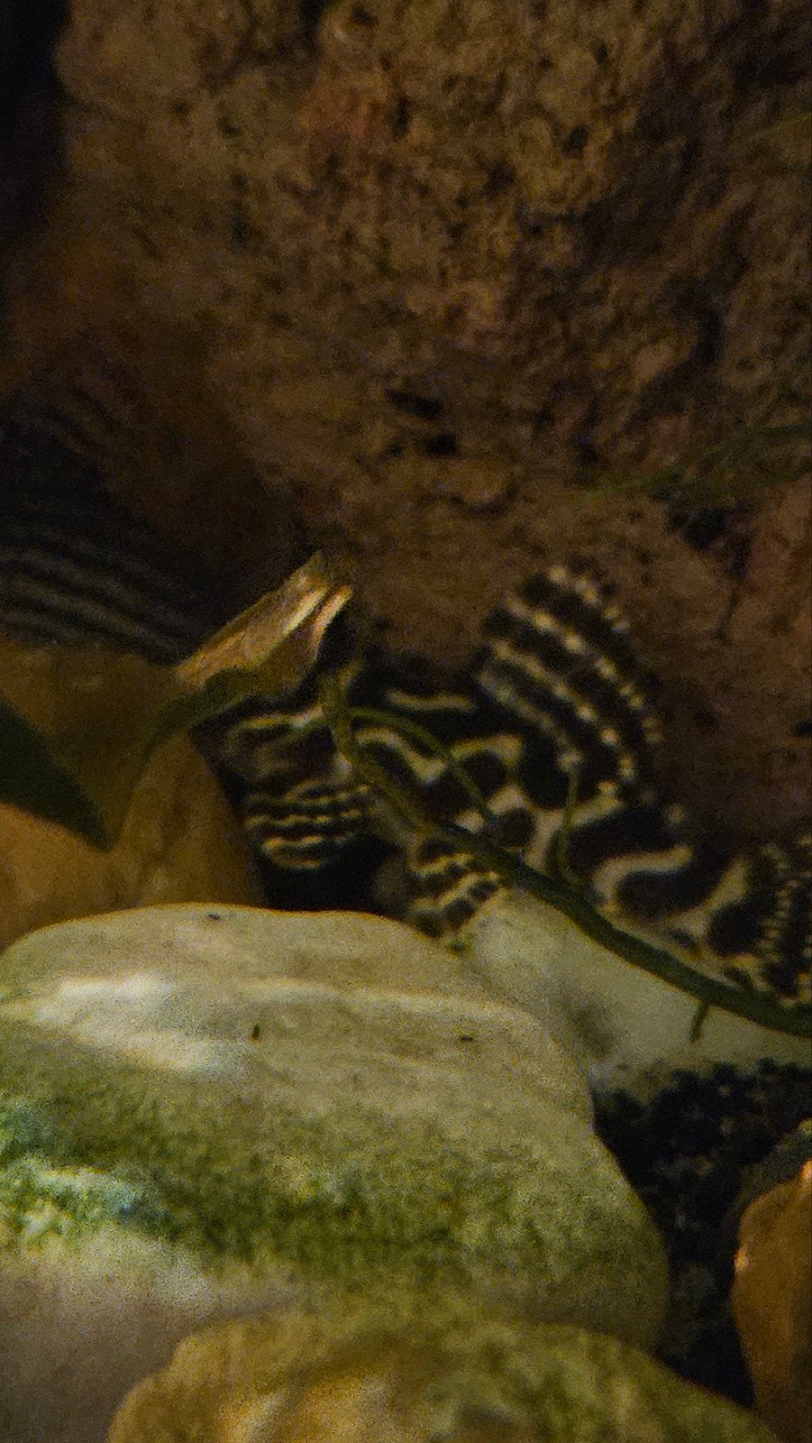 L333 King Tiger Pleco (Hypancistrus), Vis, Zoetwatervis