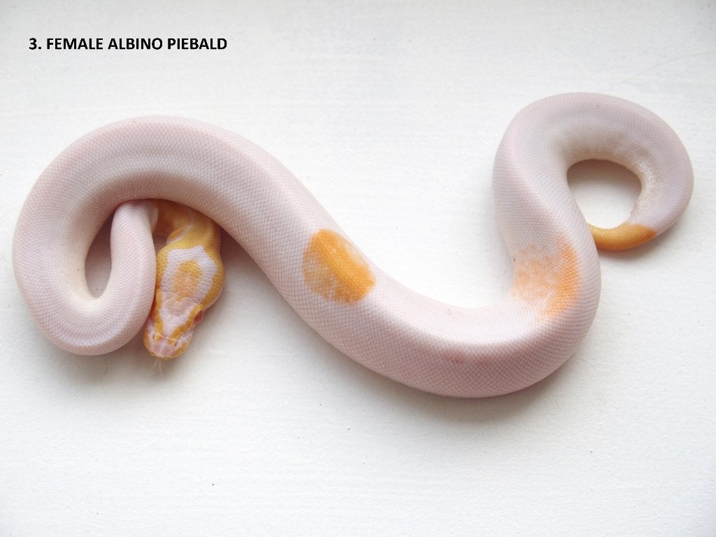 Koningspythons nakweek 2026 Ball Python photo 3
