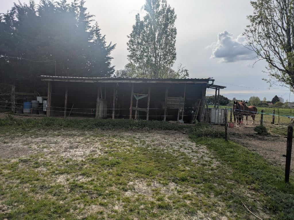 Plekje op wei te huur in Beigem, Dieren en Toebehoren, Stalling en Weidegang, Weidegang, 1 paard of pony