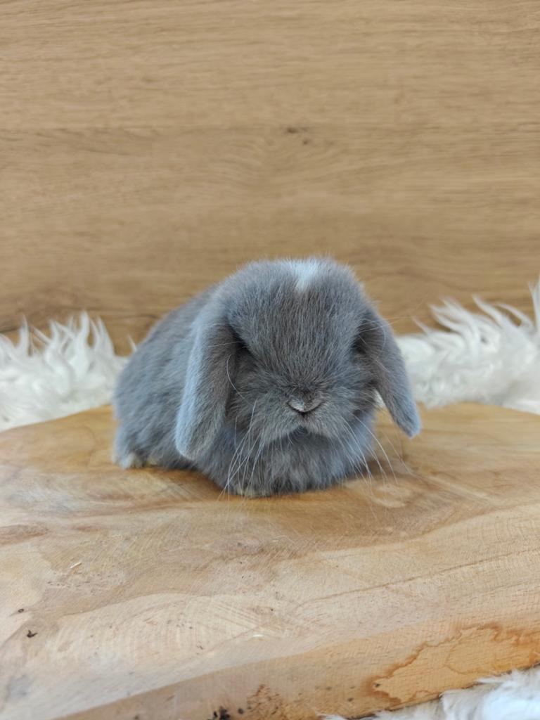 Prachtig Lilac VM minilop rammetje, Animaux & Accessoires, Lapins, Nain, Mâle, 0 à 2 ans, Oreilles tombantes