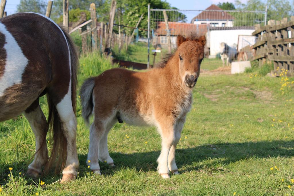 Shetlander hengstje te koop, Étalon, 0 à 2 ans