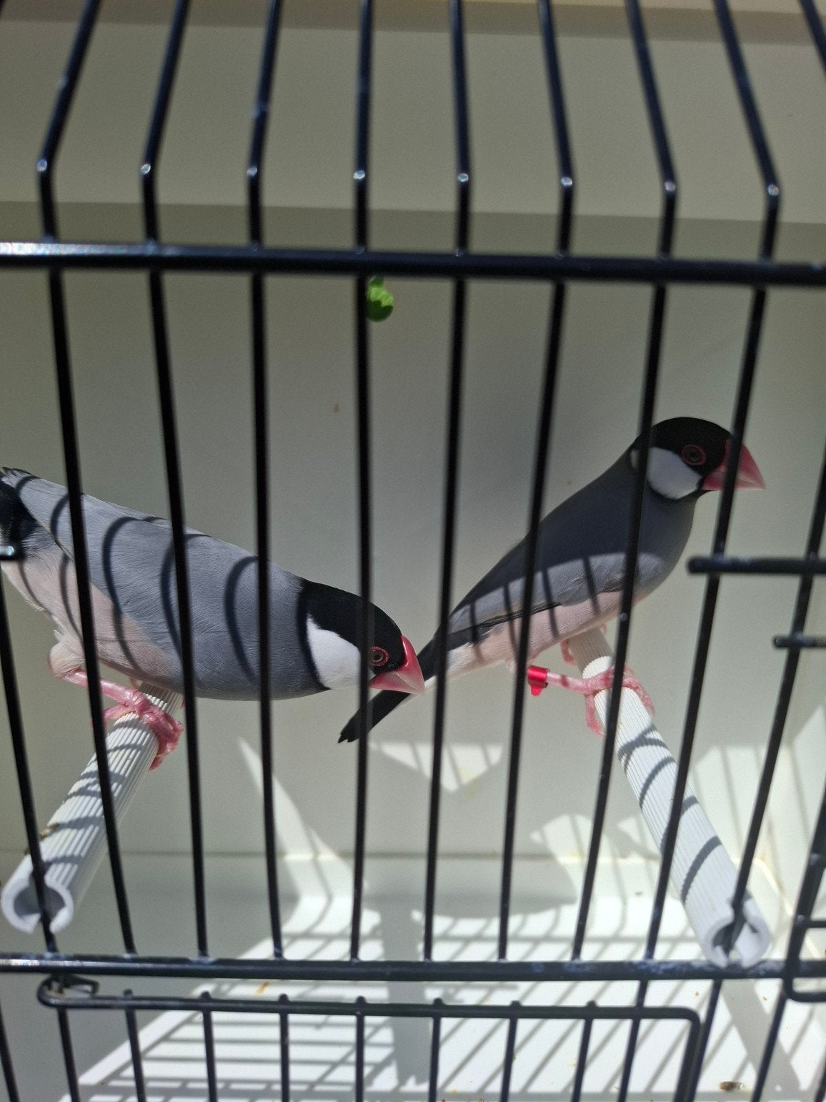 Koppel Rijstvogels (Java mussen), Animaux & Accessoires, Oiseaux | Oiseaux Autre