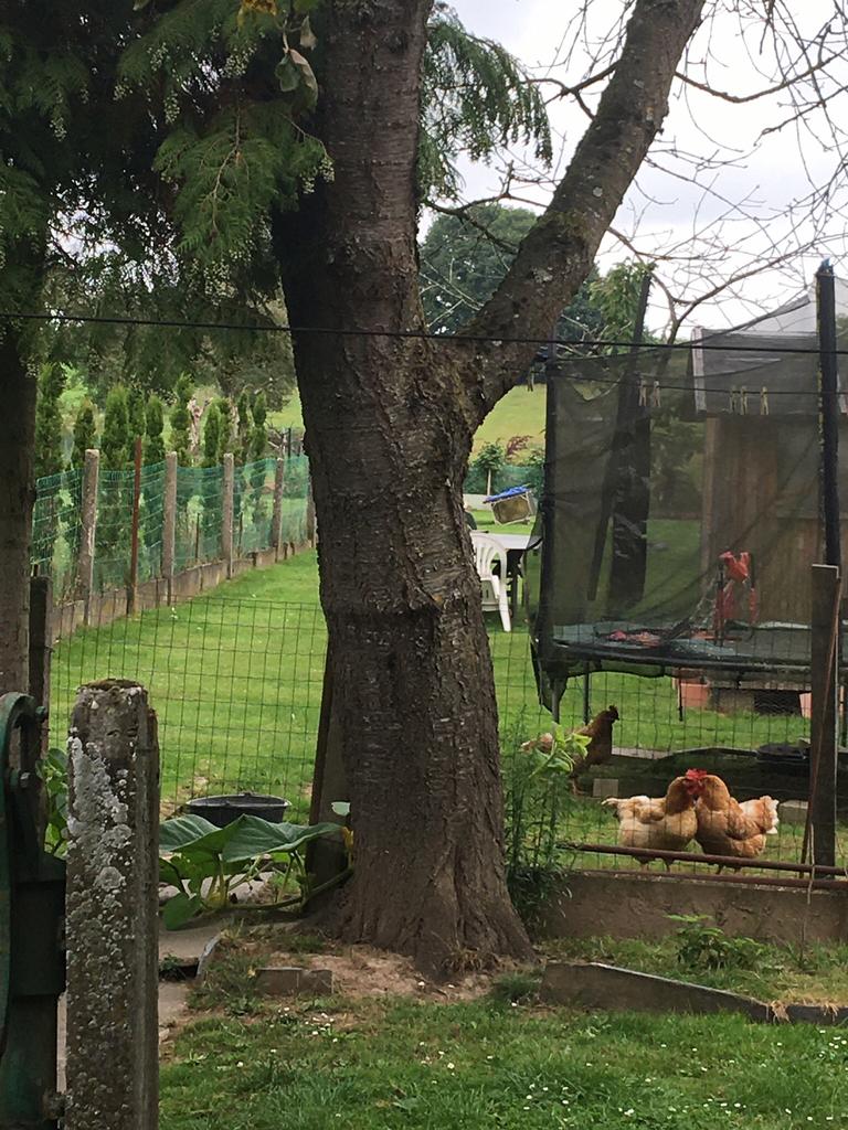 Cerisier à poser pour le bois de chauffage, Jardin & Terrasse, Enlèvement