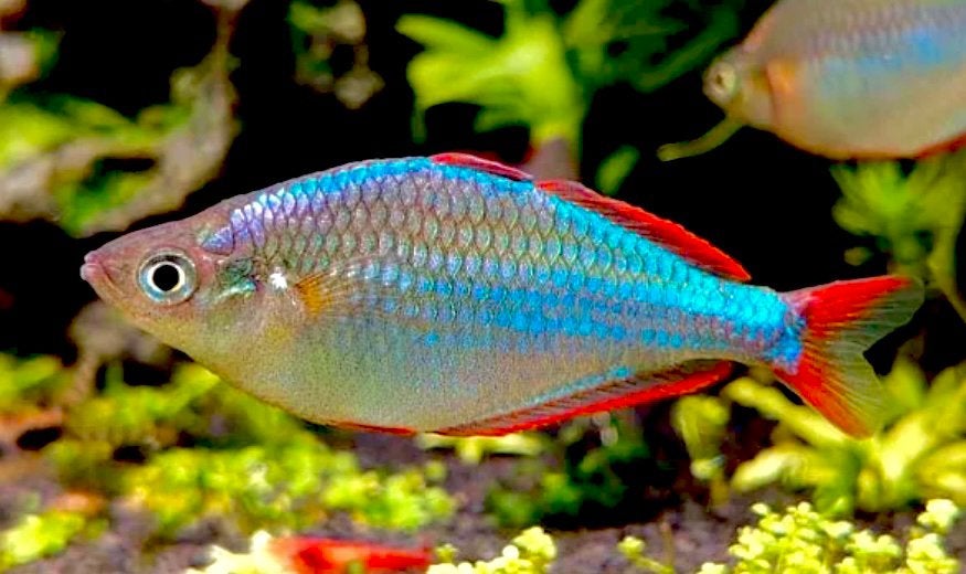 Praecox Neon Regenboogvis, Poisson, Poisson d'eau douce, Banc de poissons