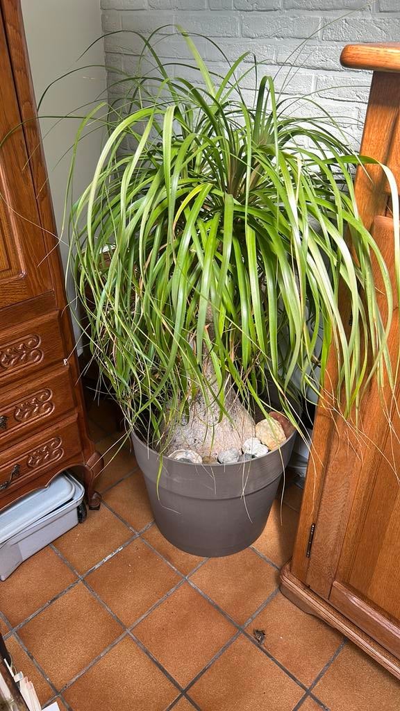 Mooie plant olifantspoot beaucarnea, Huis en Inrichting, Kamerplanten, Ophalen