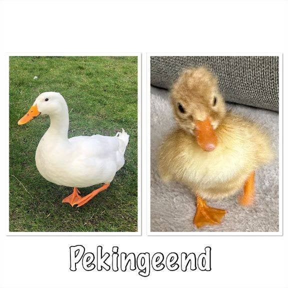 Witte Eenden broedeieren- Peking Eend, Dieren en Toebehoren, Pluimvee, Eend