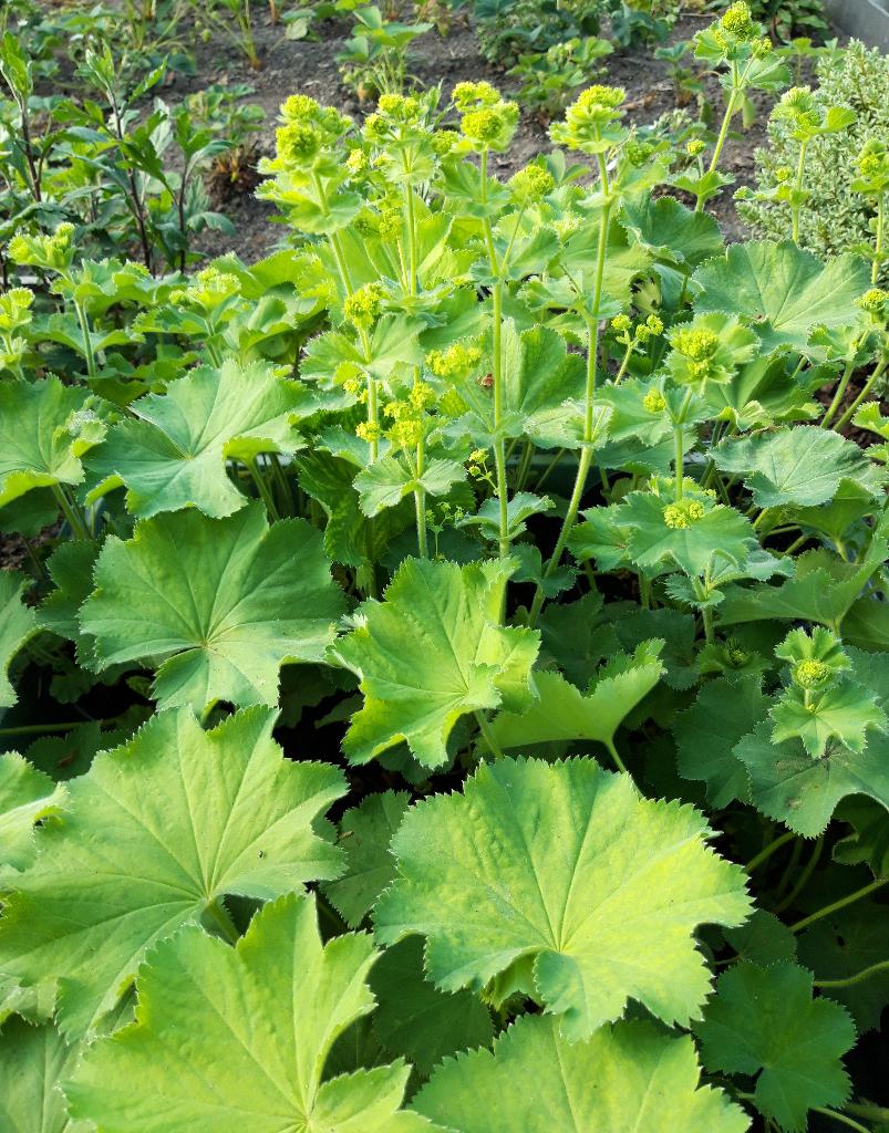 Vrouwenmantel, Tuin en Terras, Planten | Tuinplanten, Ophalen, Zomer, Vaste plant, Halfschaduw