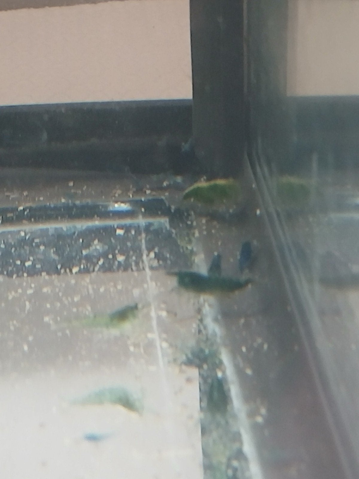 Groene Neocardina garnalen, Dieren en Toebehoren, Kreeft, Krab of Garnaal, Zoetwatervis, Schoolvis