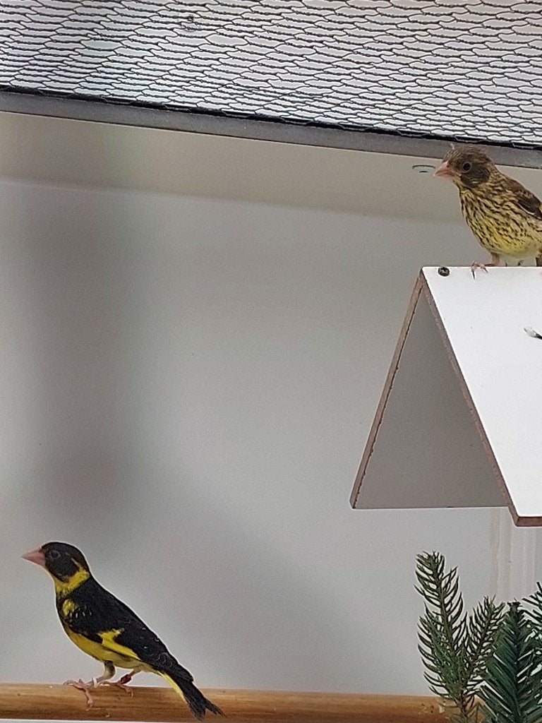 Vietnamese groenling  Carduelis monguilloti, Dieren en Toebehoren, Mannelijk, Tropenvogel, Geringd