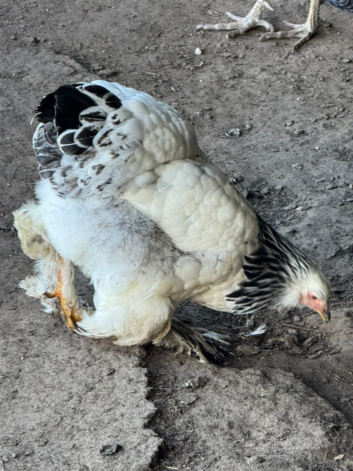 1 brahma hen, Ophalen