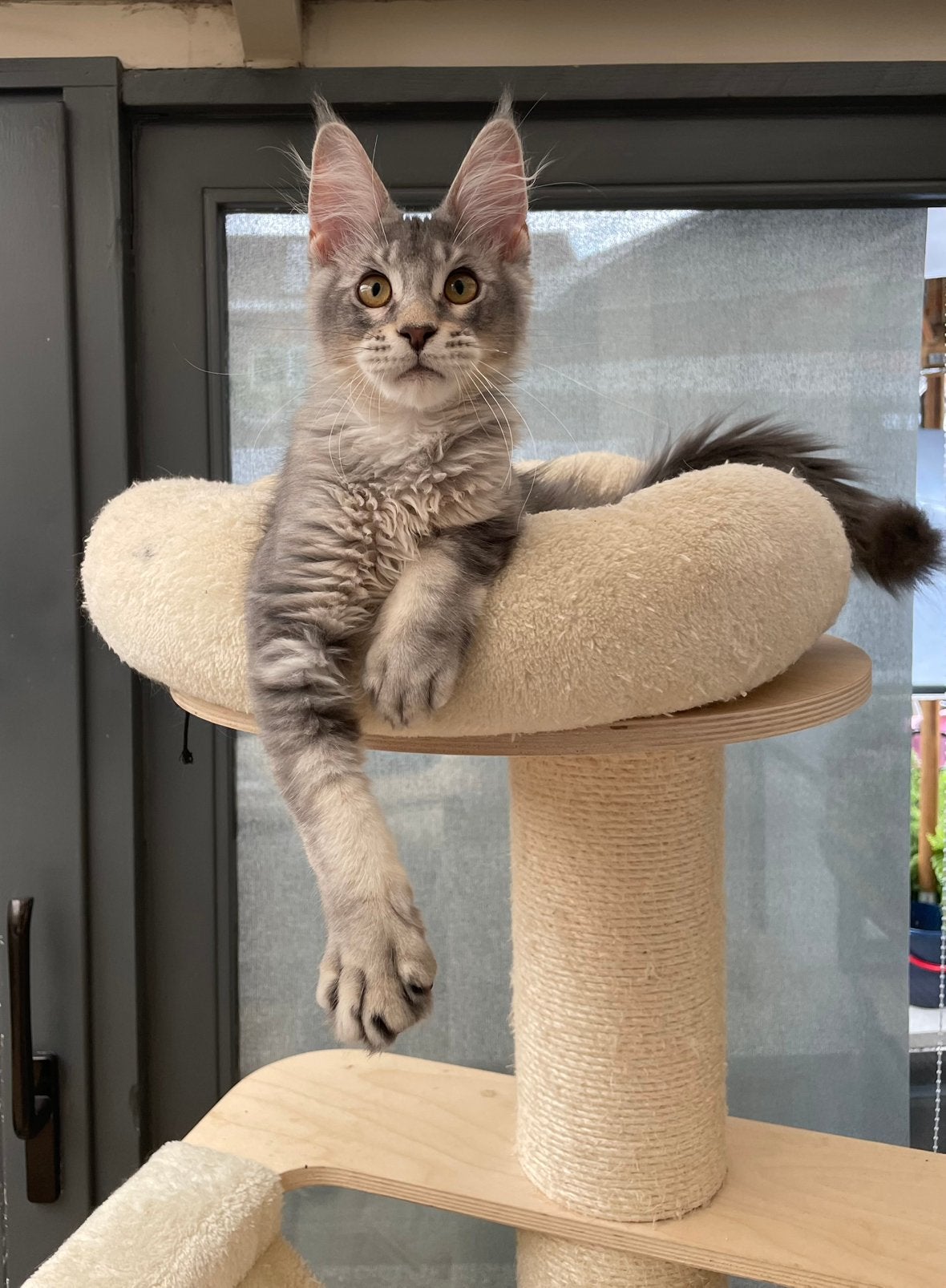 Maine coon kitten, Kater, Met stamboom, 0 tot 2 jaar