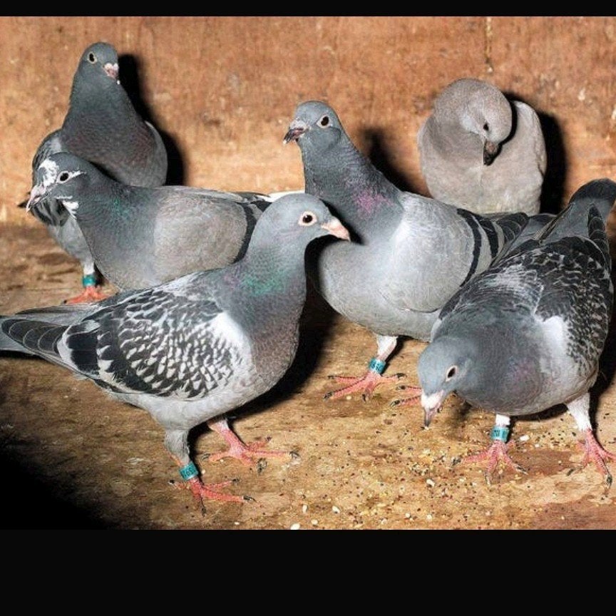 Mensen die van hun duiven afmoeten wij komen ze halen, Dieren en Toebehoren, Vogels | Duiven