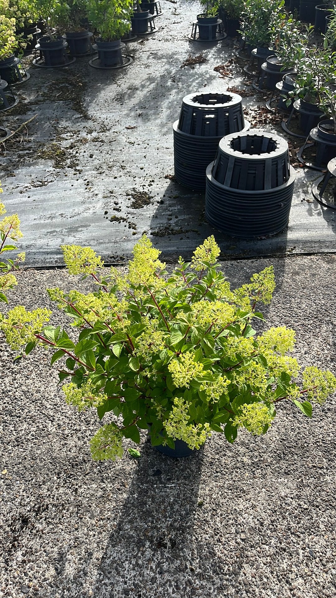 Hydrangea paniculata ‘Vanille fraise’