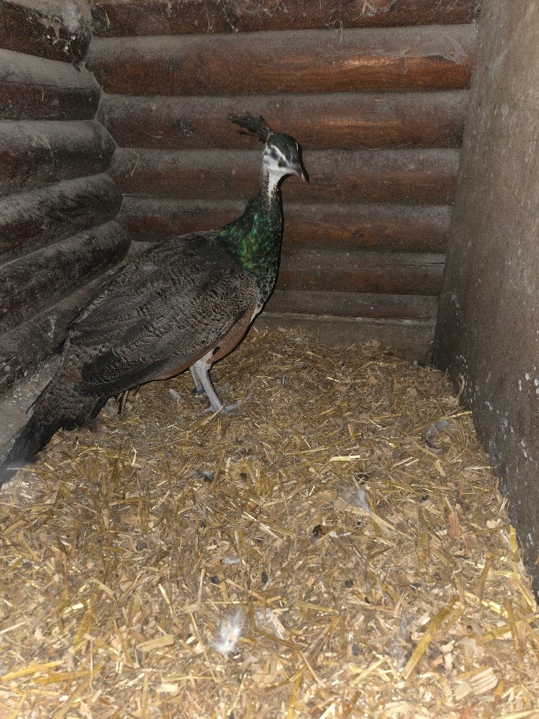 Jonge blauwe pauw hanen, Mannelijk, Overige soorten