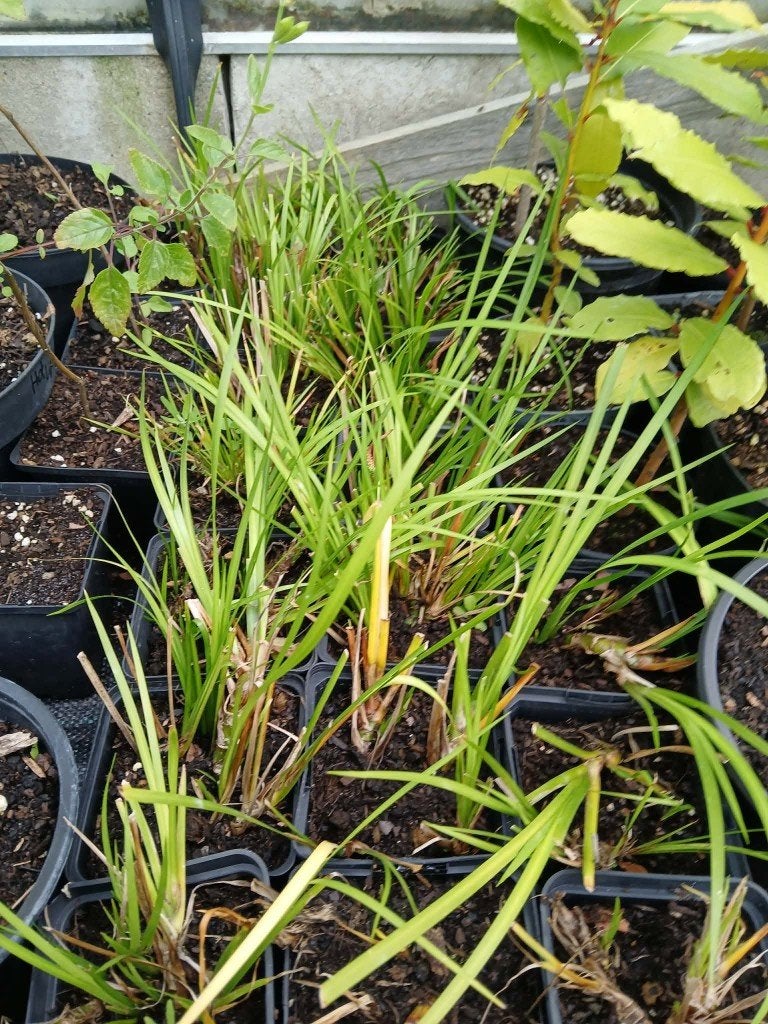Zoethoutgras (A. gramineus var. Licorice), Tuin en Terras, Planten | Tuinplanten, Ophalen, Vaste plant, Bodembedekkers, Halfschaduw