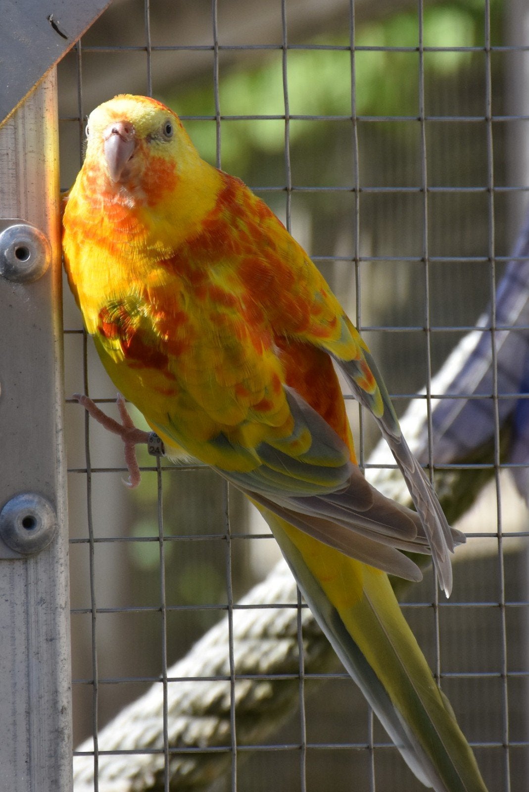 roodrugparkieten, roodruggen, roodrugparkiet, roodrug, Dieren en Toebehoren, Vogels | Parkieten en Papegaaien, Meerdere dieren