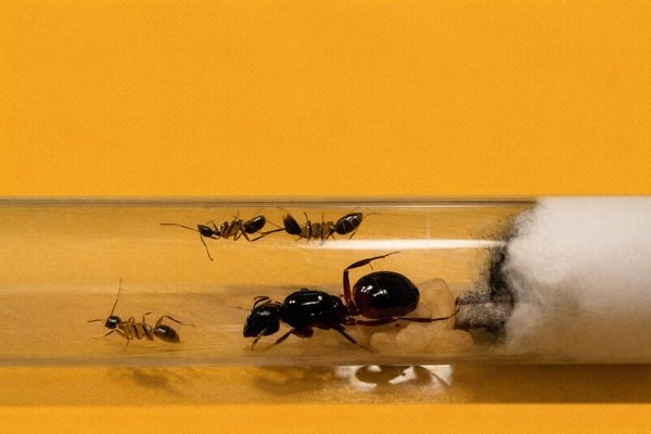 Camponotus Ligniperda koningin met 1-5 werksters, Dieren en Toebehoren, Mieren