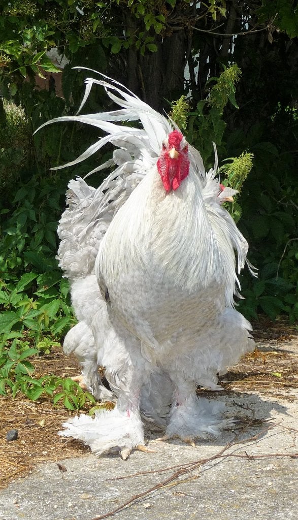 Brahma broedeieren parelgrijs koekoek, Dieren en Toebehoren, Verzenden, Nieuw