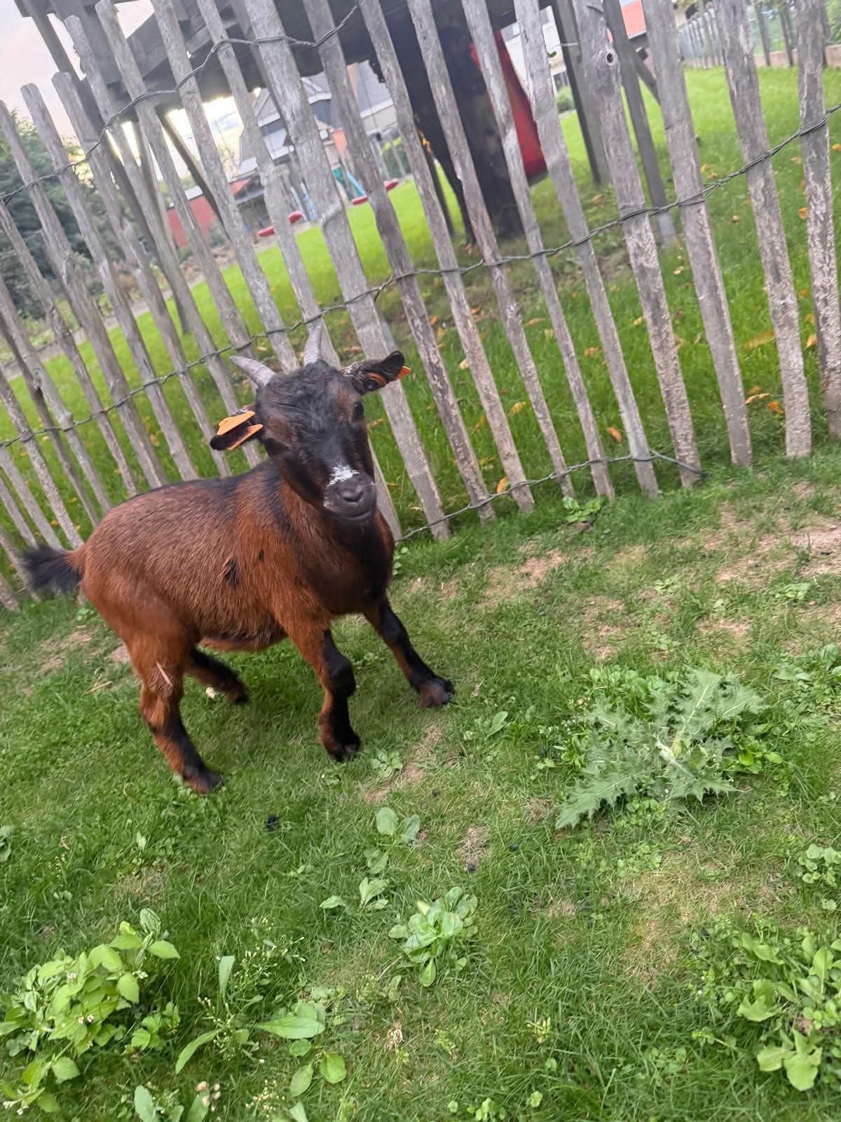 couple de mini-chèvres, Plusieurs animaux