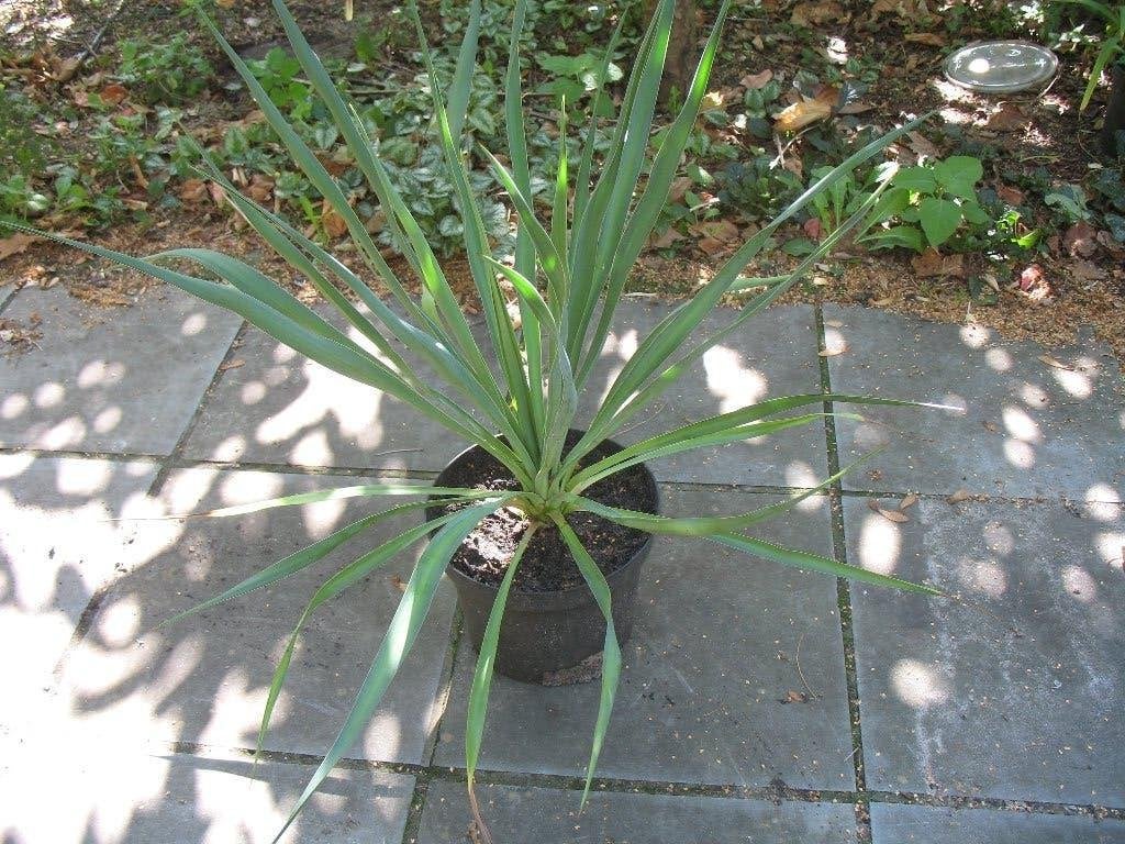 Yucca filamentosa palmlelie in kleinere pot,winterhard, Enlèvement