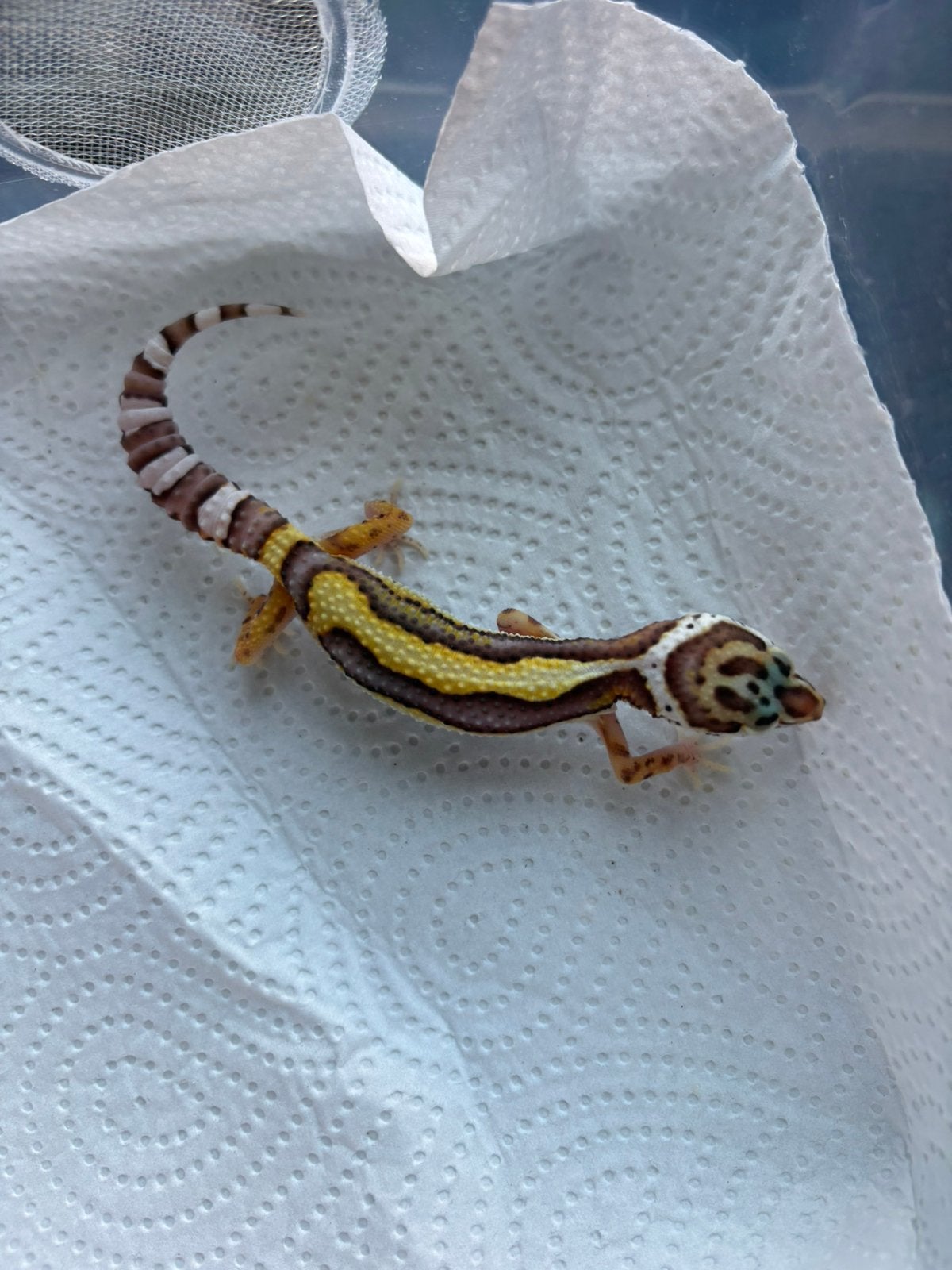 Jonge luipaardgekko’s te reserveren, Dieren en Toebehoren, Hagedis, Tam, 0 tot 2 jaar