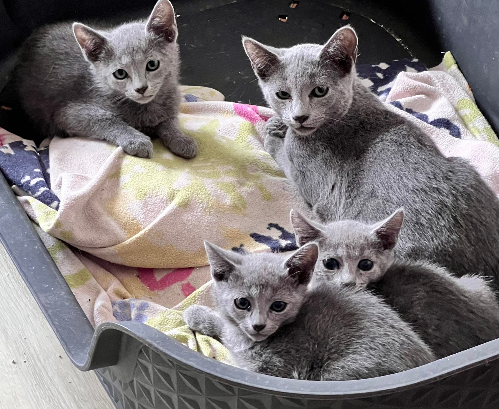 Blauwe rus kittens, Animaux & Accessoires, Chatte ou Chat, Avec pedigree, 0 à 2 ans