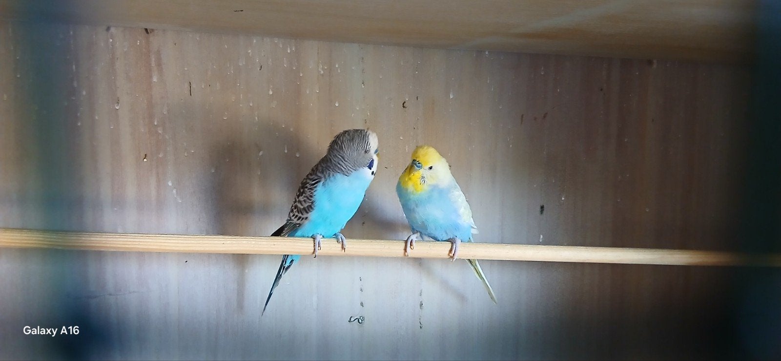 2 lieve grasparkieten te koop