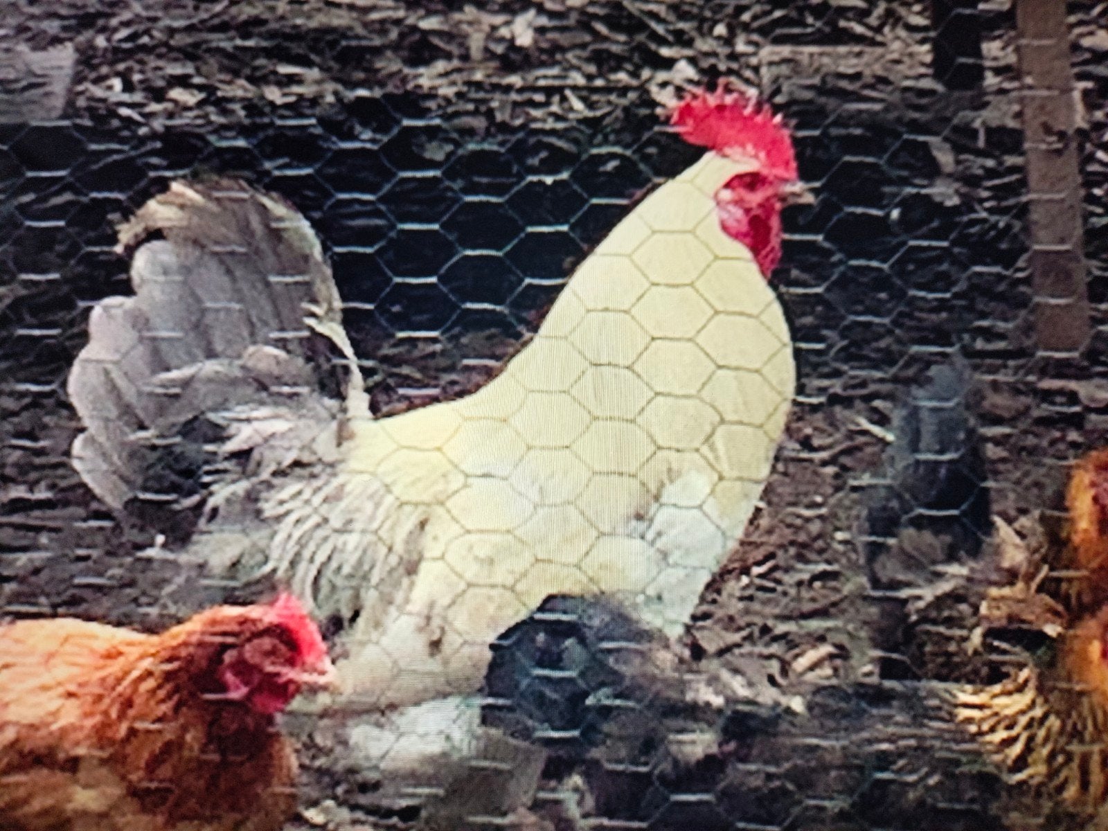 haan, Animaux & Accessoires, Volatiles, Poule ou poulet, Mâle