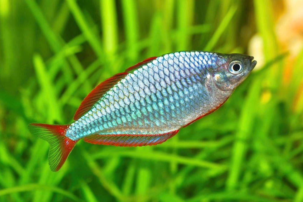 Praecox regenboogvissen (dwerg neon regenboogvissen), Dieren en Toebehoren