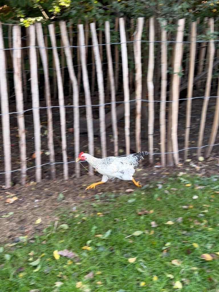 2 jonge hanen (20 weken), Animaux & Accessoires, Mâle, Poule ou poulet