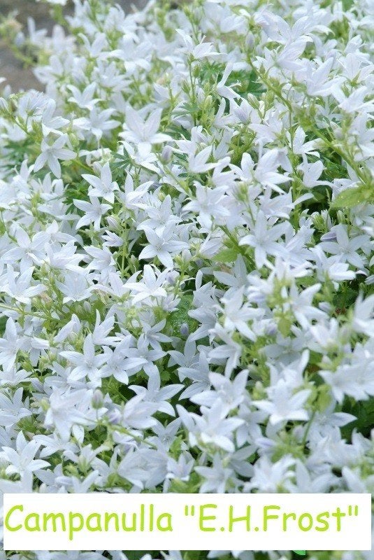 Campanula poscharskyana 'E.H. Frost', Jardin & Terrasse, Plantes | Jardin, Printemps, Plein soleil, Couvre-sol, Enlèvement