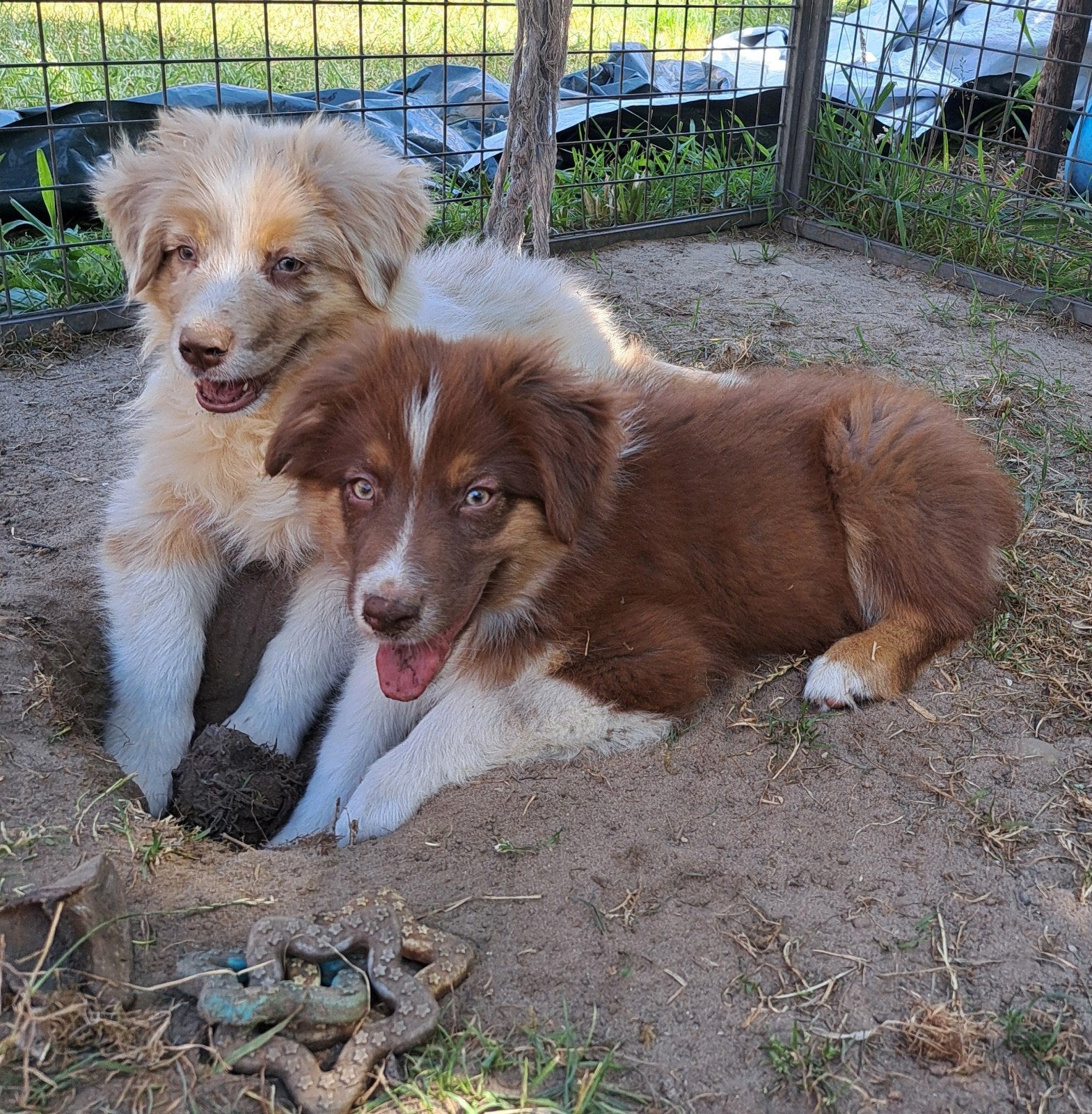 De doux chiots bergers australiens à la ferme, Plusieurs, Hépatite contagieuse (maladie de Rubarth), Belgique, Berger