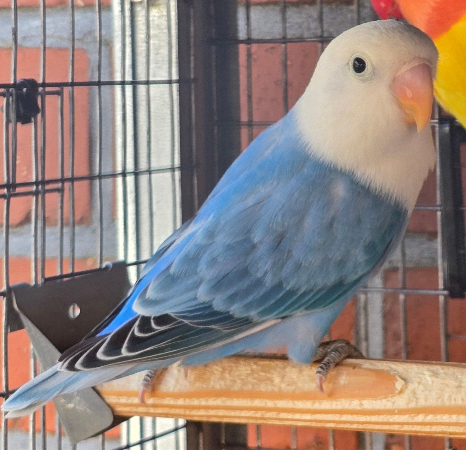 2 Blauwe Opaline Fischeri 2026, Dieren en Toebehoren, Geslacht onbekend, Dwergpapegaai of Agapornis, Geringd
