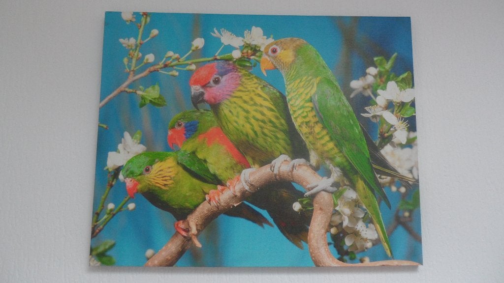 PEINTURE SUR TOILE PERRUCHES 50X40 CM, Enlèvement, Comme neuf, Peinture