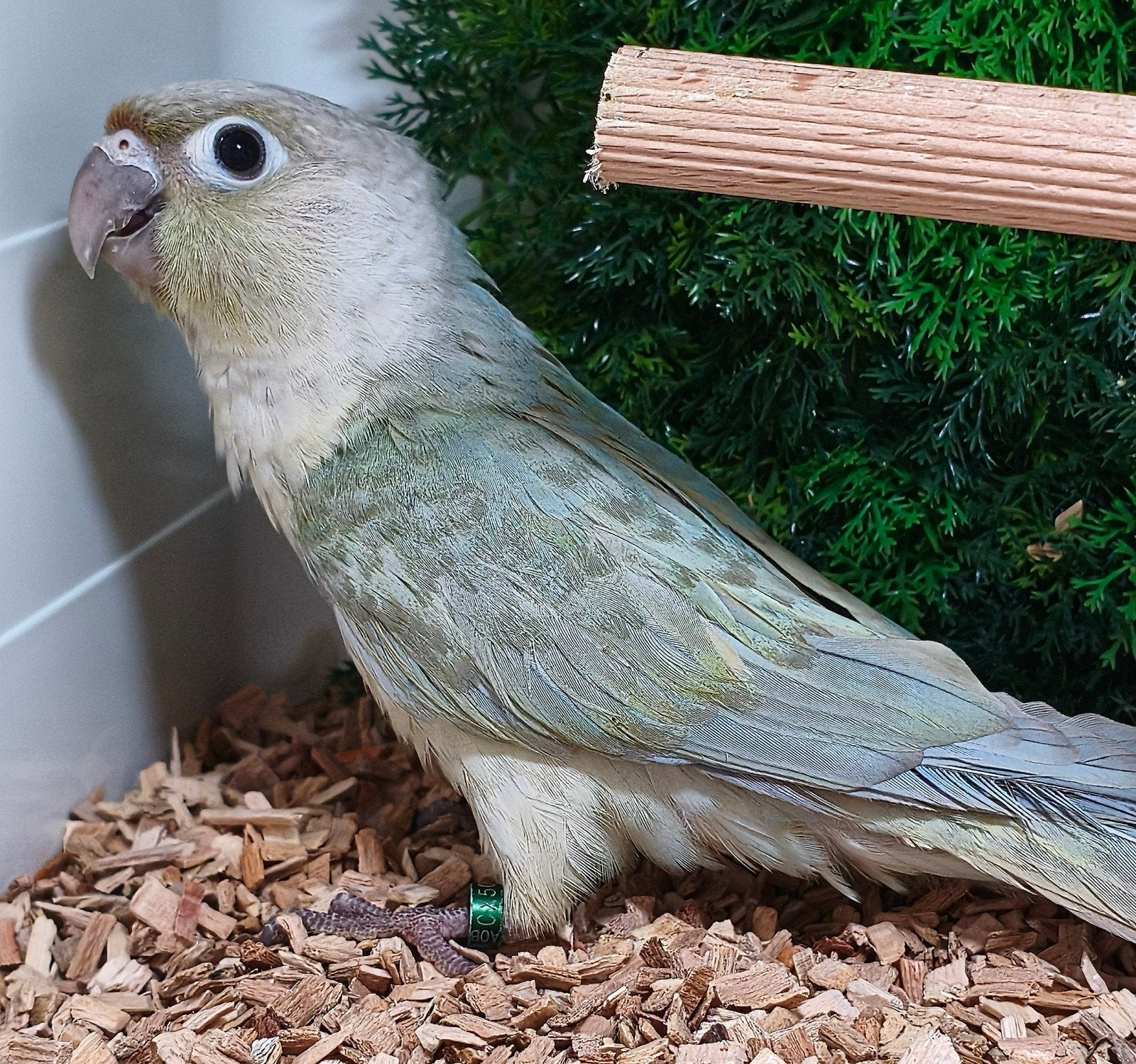 Pyrrhura molinae mintviolet vrouwtje, Dieren en Toebehoren, Vrouwelijk, Geringd