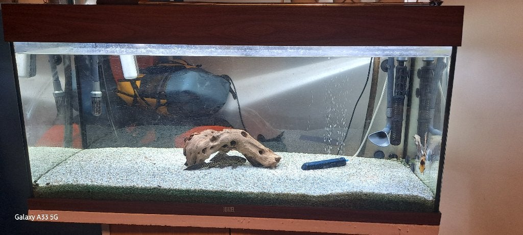 Aquarium, Dieren en Toebehoren, Vissen | Aquaria en Toebehoren, Gebruikt, Gevuld zoetwateraquarium, Inclusief vissen, Verwarming