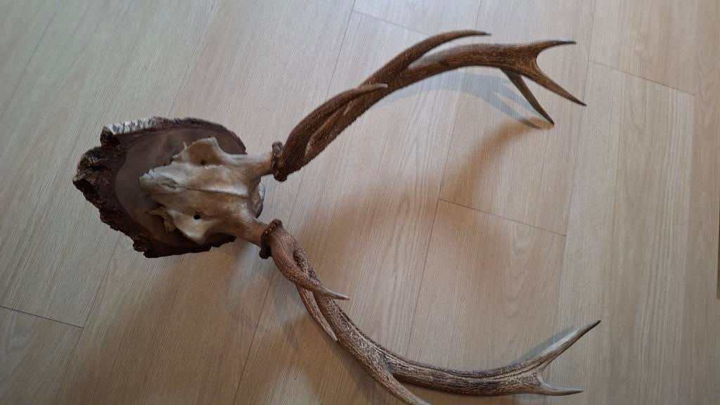 Hertengewei, Verzamelen, Dierenverzamelingen, Ophalen