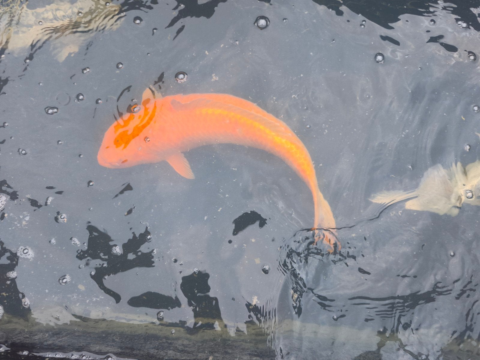 effen oranje koi 60cm, Dieren en Toebehoren, Karper of Koi