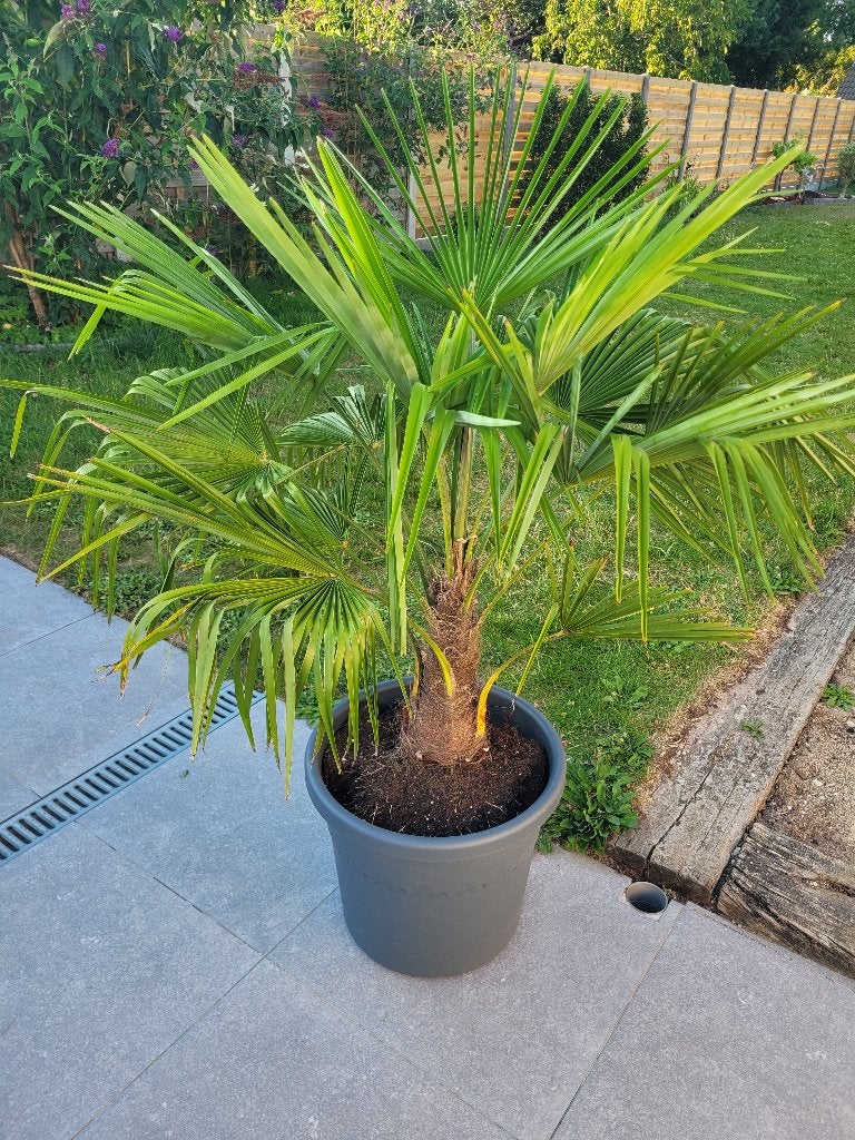 Winterharde palmboom, Tuin en Terras, Planten | Bomen, Ophalen, Volle zon, Palmboom, 100 tot 250 cm