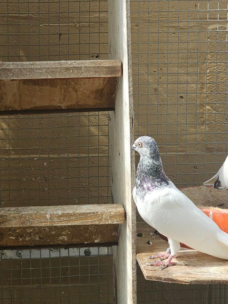 Boedapest Hoogvliegers Sportduiven Origineel, Dieren en Toebehoren, Vogels | Duiven, Geslacht onbekend, Overige soorten