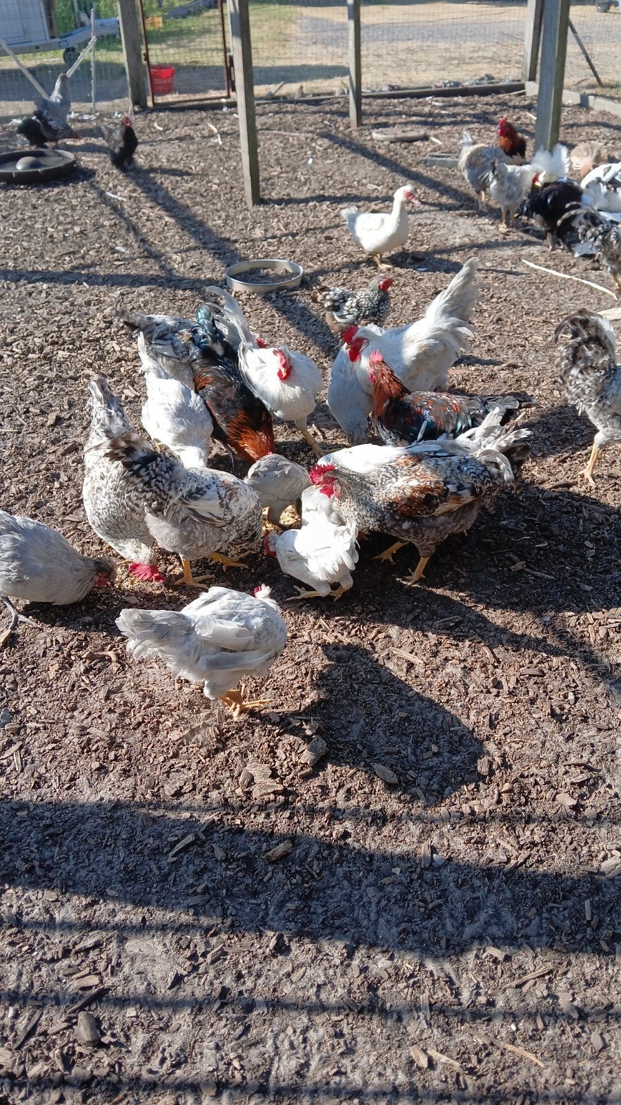 hanen, Dieren en Toebehoren, Pluimvee