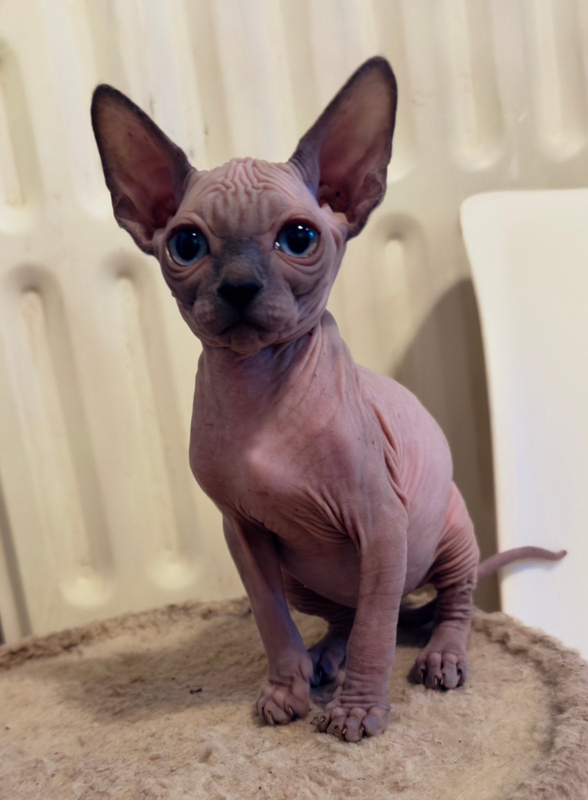 Sphynx kittens, Animaux & Accessoires, Chat, Avec puce électronique, 0 à 2 ans