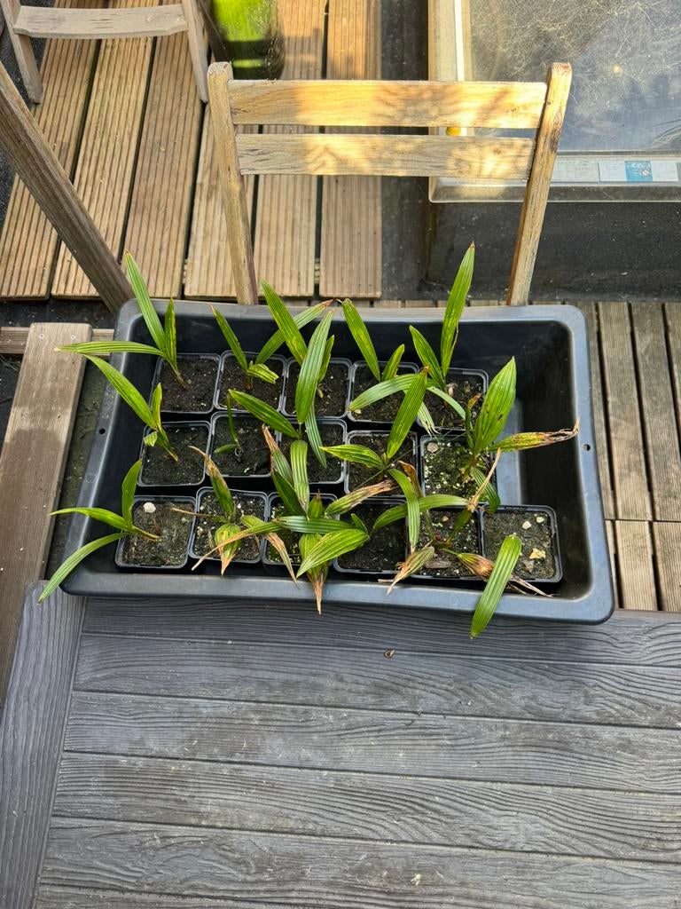 Palmbomen winter hard -18 graden 15cm, Tuin en Terras, Planten | Tuinplanten, Ophalen of Verzenden, Winter