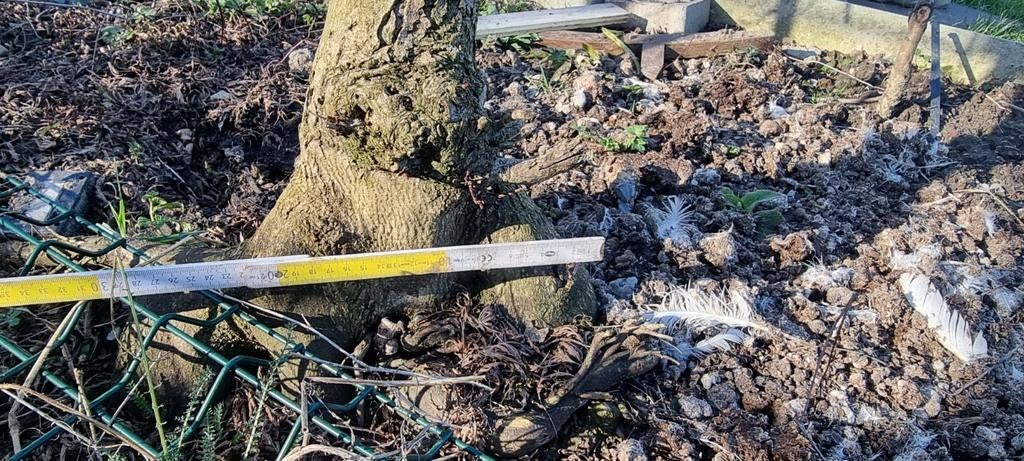 Japans esdoorn., Tuin en Terras, Planten | Struiken en Hagen, Ophalen, Esdoorn