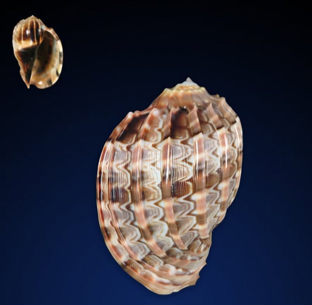 Harpa major 79,9 mm en parfait état, Collections, Collections Animaux, Enlèvement ou Envoi, Neuf, Autres, Autres types